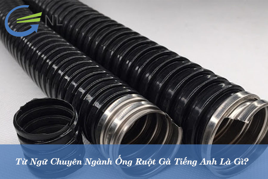 tu-ngu-chuyen-nganh-ong-ruot-ga-tieng-anh-la-gi